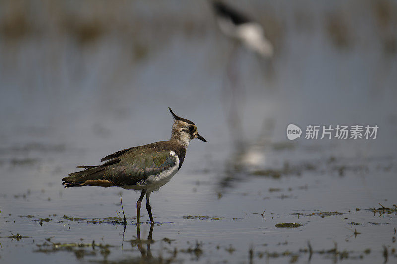 野田鸡(Vanellus Vanellus)